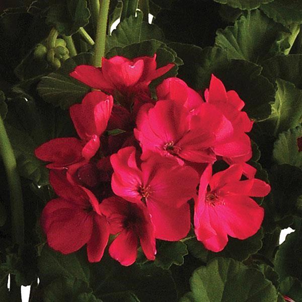 Geranium (double) Sunrise fuchsia (arcona 2000)