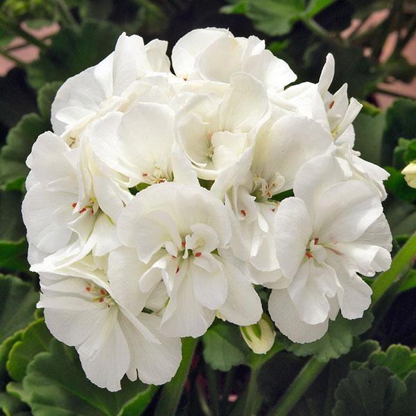 Geranium (double) blanc/white (Sunrise™ Paloma)
