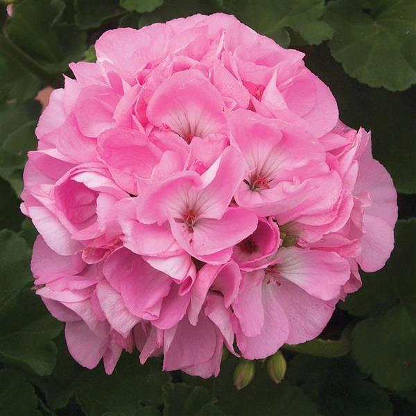 Geranium (double) rose pâle/light pink (Sunrise™ Goesta)