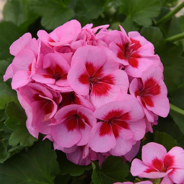 Geranium (double) pink avec oeil (Sunrise™ Pink Big Eye)