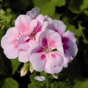 Geranium (double) rose avec oeil (Sunrise™ Raspberry Eye Katarina)