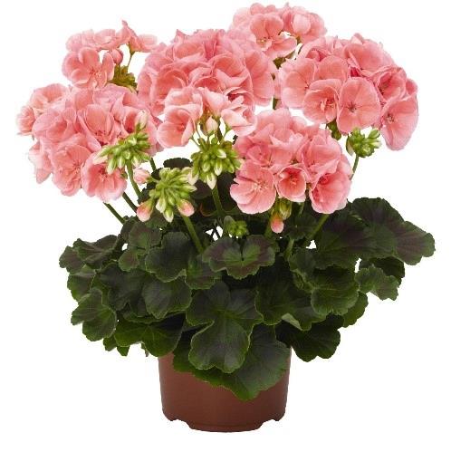 Geranium (double) rose saumon/salmon pink (Survivor™)