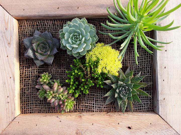 Succulentes : Cadre carré (choix variés)