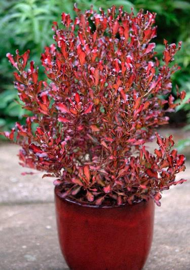 Coprosma pacific sunrise