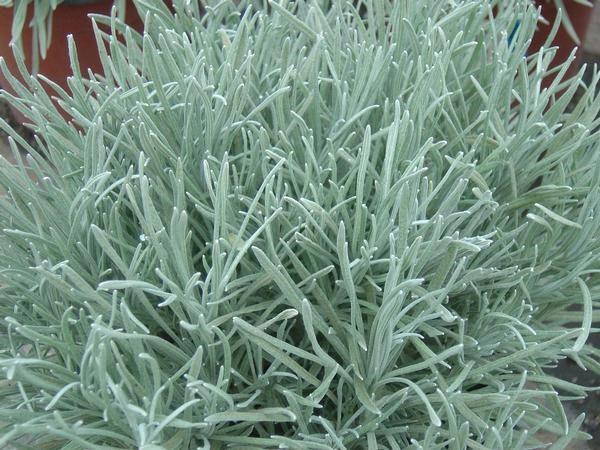 Helichrysum thianschanicum icicles (licorice plant)