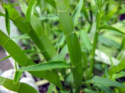 Homalocladium platycladum (ribbon bush)