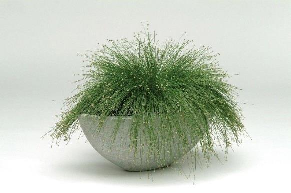 Isolepis live wire (fibre optic) pot 4½'' unité