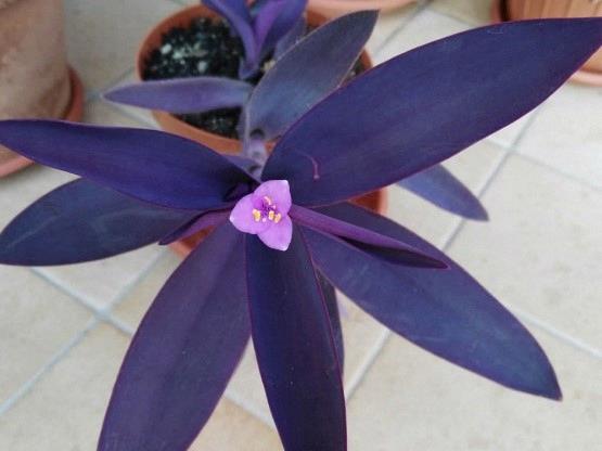 Setcreasea pallida purple 