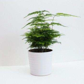 Asparagus plumosa (fougère) pot 4½'' unité