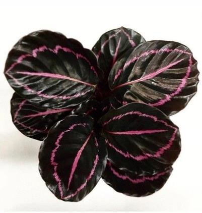 Calathea roseopicta 'Dottie'