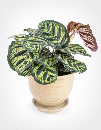 Calathea makoyana 