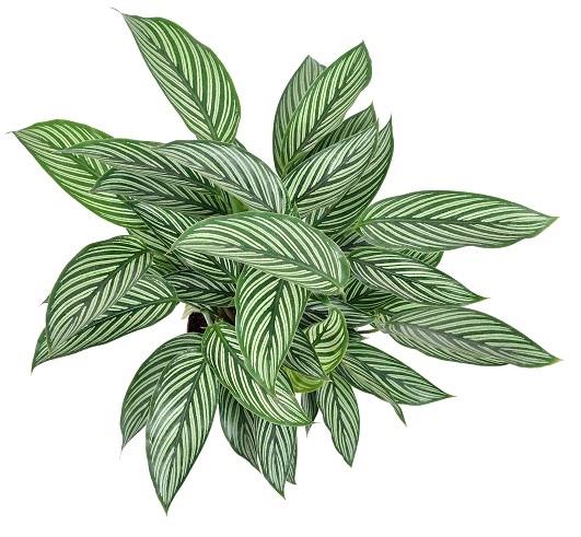 Calathea vittata 