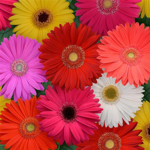 Gerbera mix 
