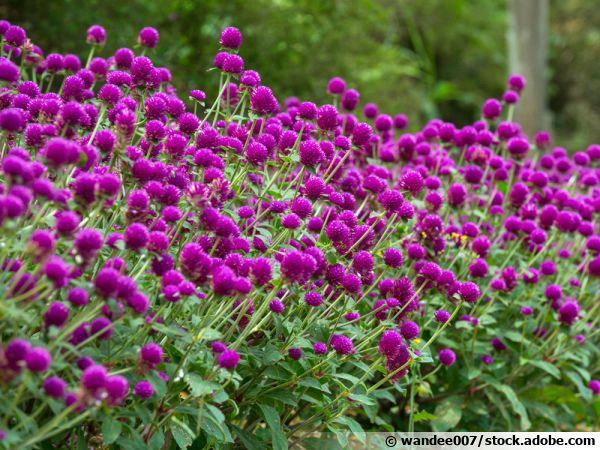 Gomphrena globosa Las Vegas purple