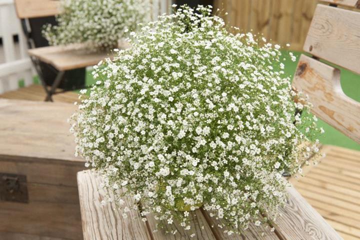 Gypsophila Gypsy Blanc