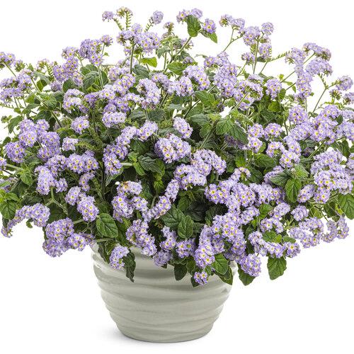 Heliotropium Augusta™ Lavender