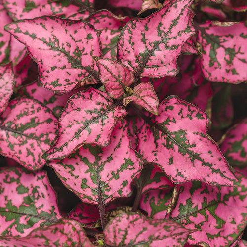 Hypoestes phyllostachya Hippo® Rose 