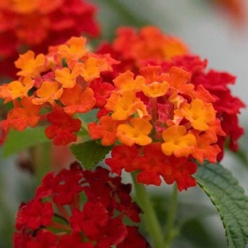 Lantana camara Havana® Red Sky