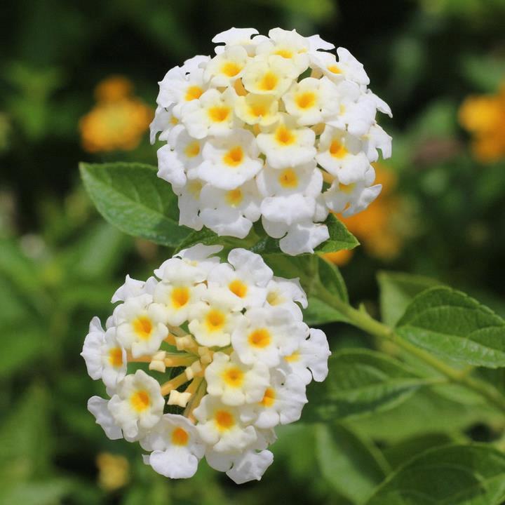 Lantana camara Lucky™ White