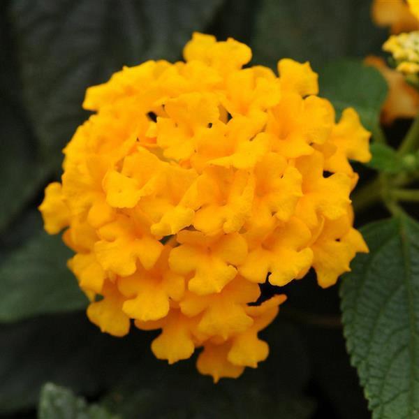 Lantana camara Little Lucky™ Pot of Gold