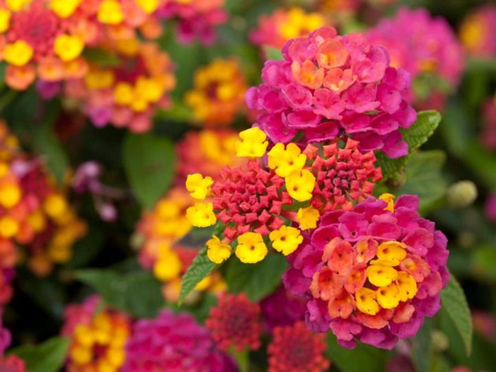 Lantana camara Havana® Sunset
