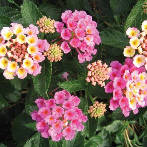 Lantana camara Bandana® Pink