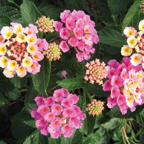 Lantana camara Bandana® Pink