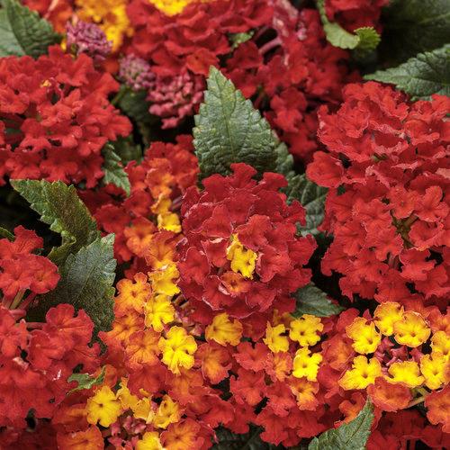 Lantana camara Luscious® Royale Red Zone™