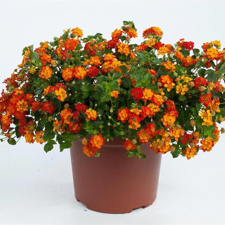 Lantana camara Bloomify™ Rose