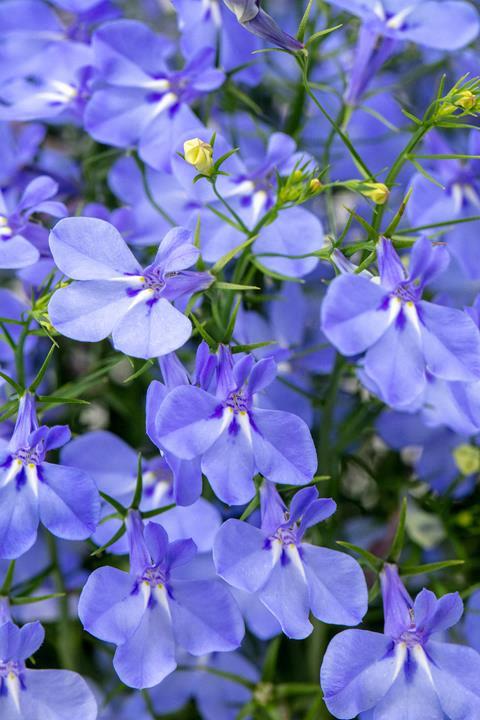 Lobelia Hot+ Aqua