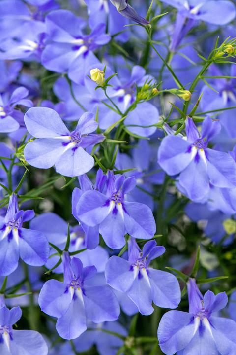 Lobelia Hot+ Aqua