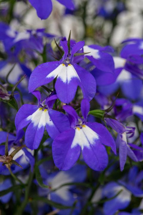 Lobelia Hot+ Blue with eye