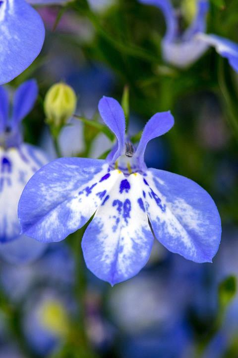 Lobelia Hot+ Pretty Heaven