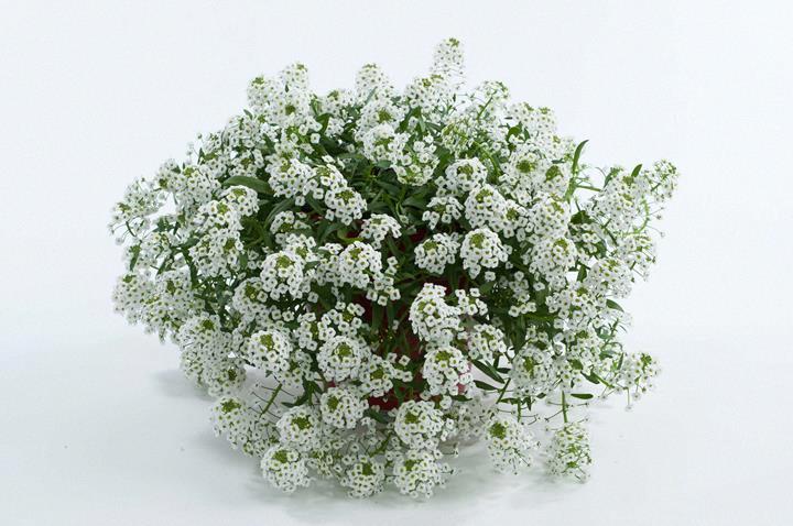 Lobularia White Knight®
