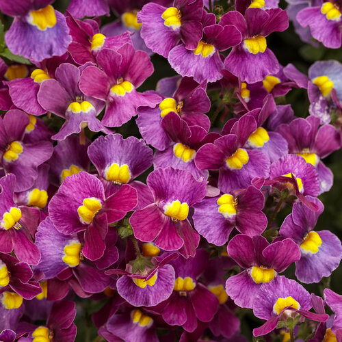 Nemesia Aromance® Mulberry™