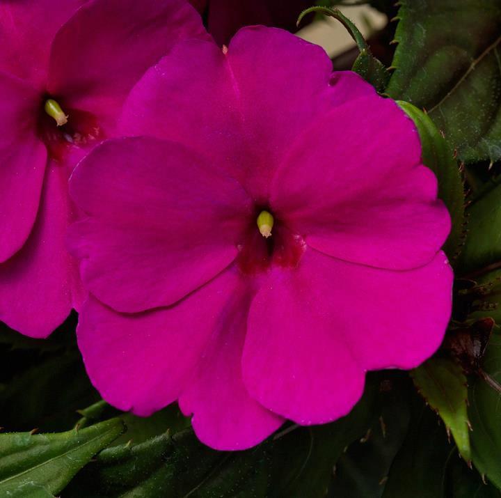 Impatiens nouvelle-guinée SunPatiens™ compact Royal Magenta