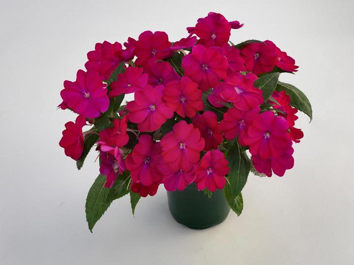 Impatiens nouvelle-guinée SunPatiens™ compact Royal Magenta