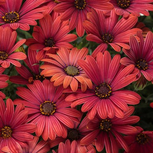 Osteospermum Bright Lights™ Red