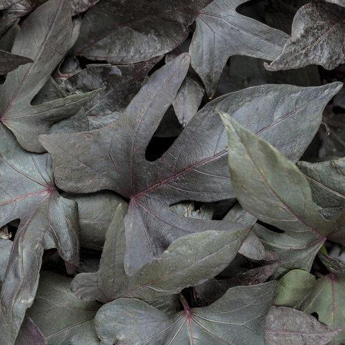 Ipomoea batatas 'Blackie'