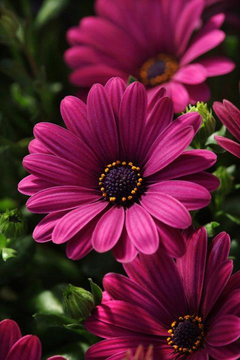 Osteospermum Serenity™ Dark Purple