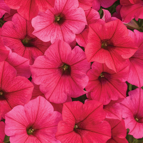 Petunia Supertunia Vista® Paradise