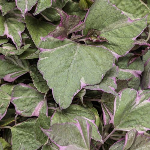 Ipomoea FloraMia Cameo