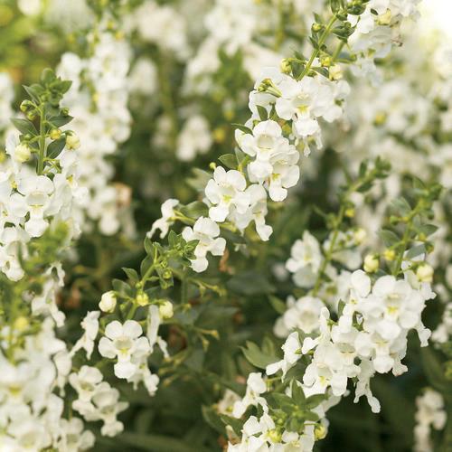 Angelonia Angelface® Super White