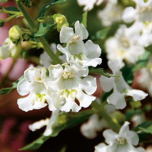 Angelonia Angelface® Super White