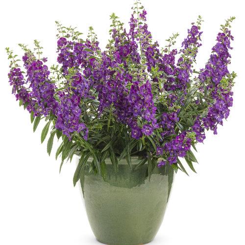 Angelonia Angelface® blue