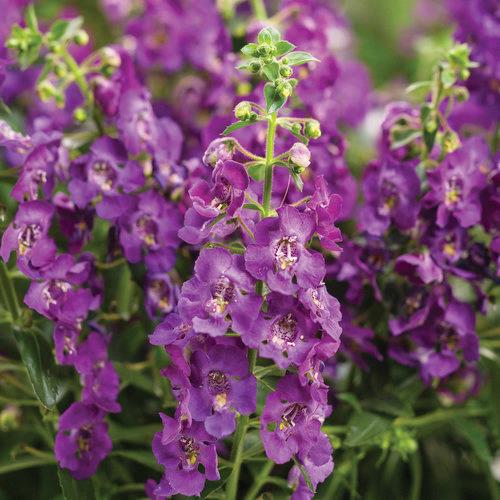 Angelonia Angelface® blue 