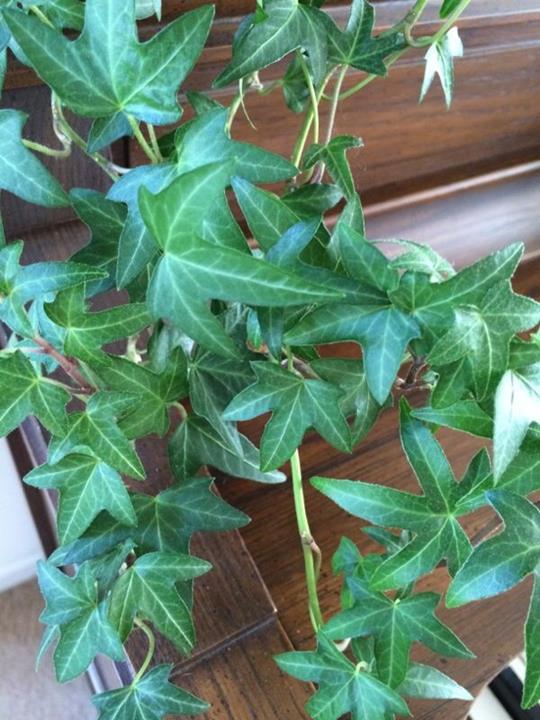 Lierre/hedera helix 'Needlepoint'