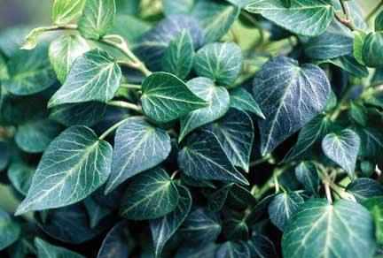 Lierre/hedera helix 'Teardrop'