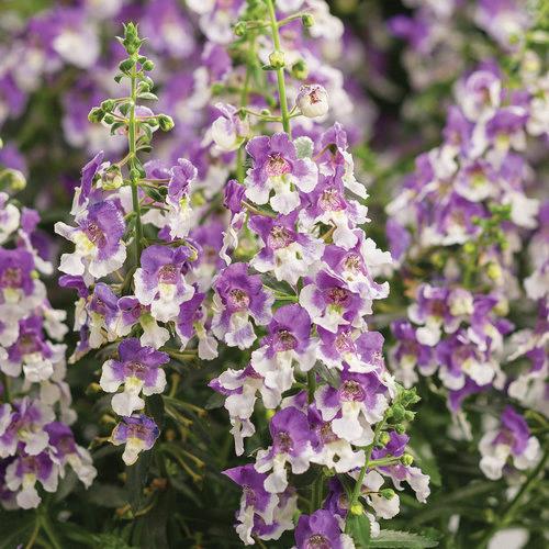 Angelonia Angelface® Wedgewood Blue