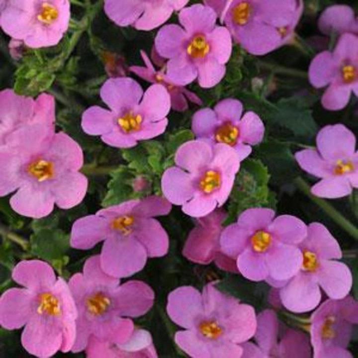 Bacopa Big Falls™ Dark Pink